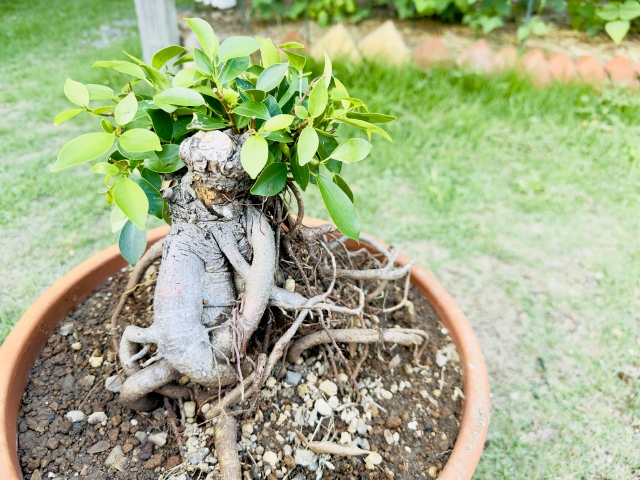 観葉植物・ガジュマルの育て方とは？【苗の選び方や肥料の与え方、おすすめの肥料も紹介します！】」 | 観葉植物しか勝たん！